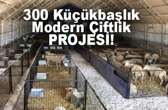 200 300 Başlık Koyun Keçi Ahır Projesi Maliyeti Ölçüleri